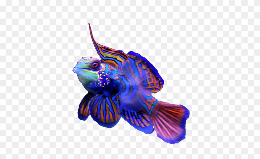 Saltwater Fish Stickers Messages Sticker-2 - Mandarinfish #844417