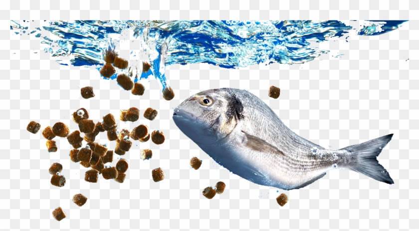 Buy Fish Feed Online For Sale Fish Feed Manufacturers - Commercial Fish Feed #844447