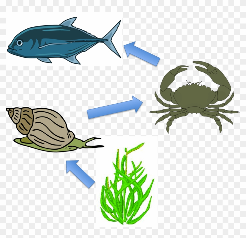 Sea Grass Clipart Ocean Plant - Food Chain In The Sea #844495