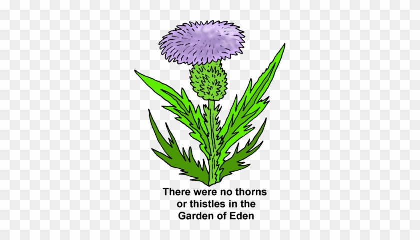 Image Download - Thistles - Thistle #844545