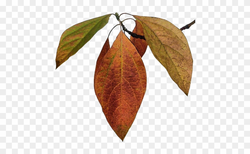 Feuilles Png Automnales - Black Gum #846699