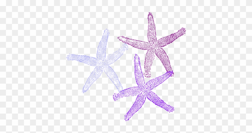 Purple Starfish Clipart - Starfish Clipart No Background #847040