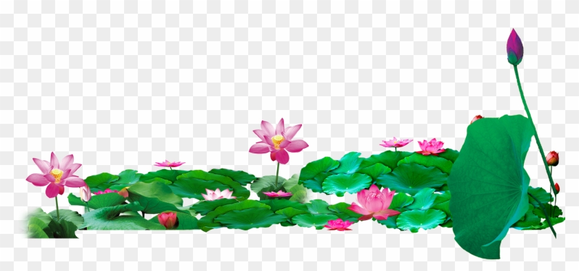 Lotus Pond Nelumbo Nucifera Download - Lotus Pond Png #847605