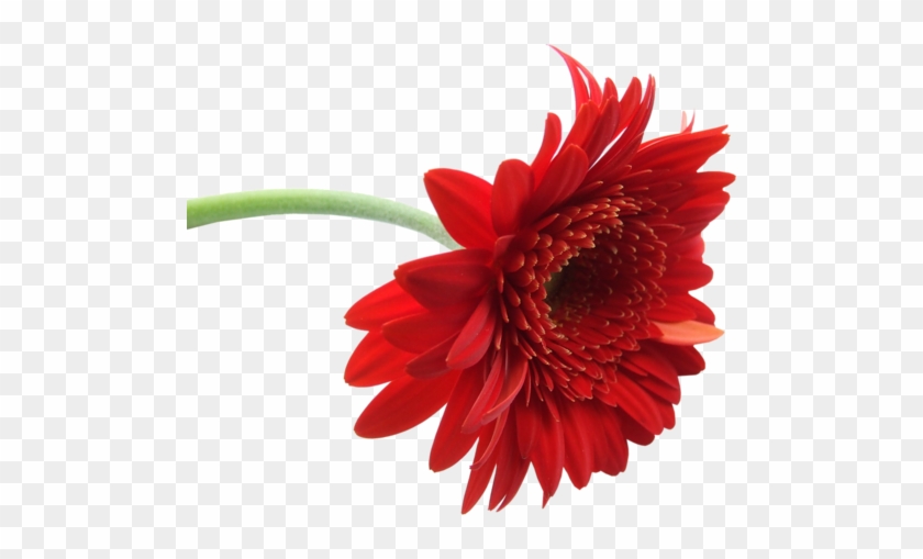 Red Gerbera - Gerbera Flower #847920