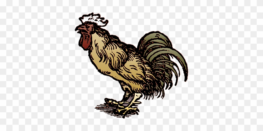 Rooster, Cock, Bird, Animal, Chicken - Chicken & Tourist Attraction. #848067