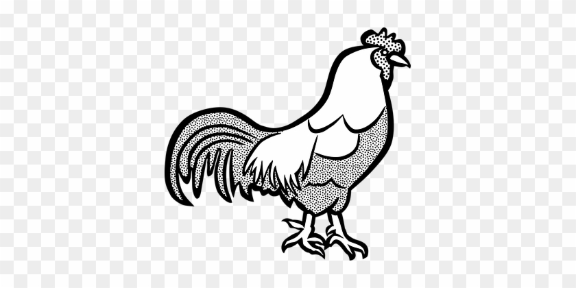 Chickens Cock Farm Hahn Rooster Rooster Ro - Cock Clip Art Black And White #848114