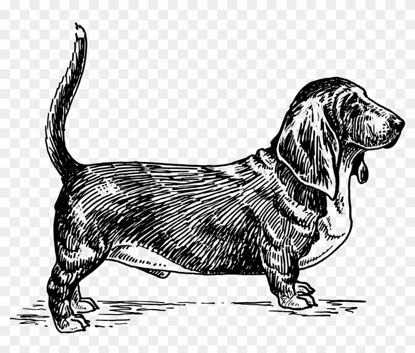 Medium Image - Basset Hound Dog Vector #848219