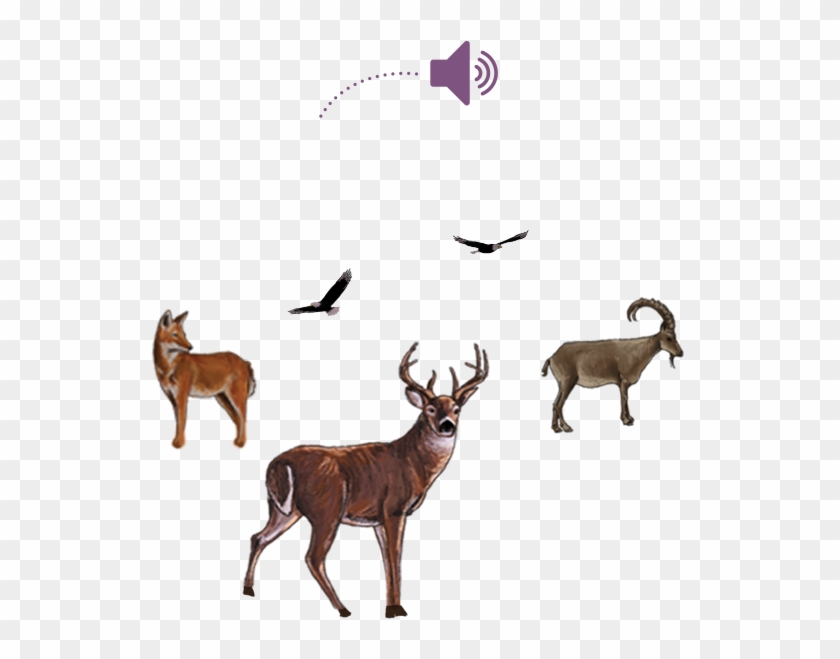 El Ruido Que Hacen Los Animales - Reindeer #848294