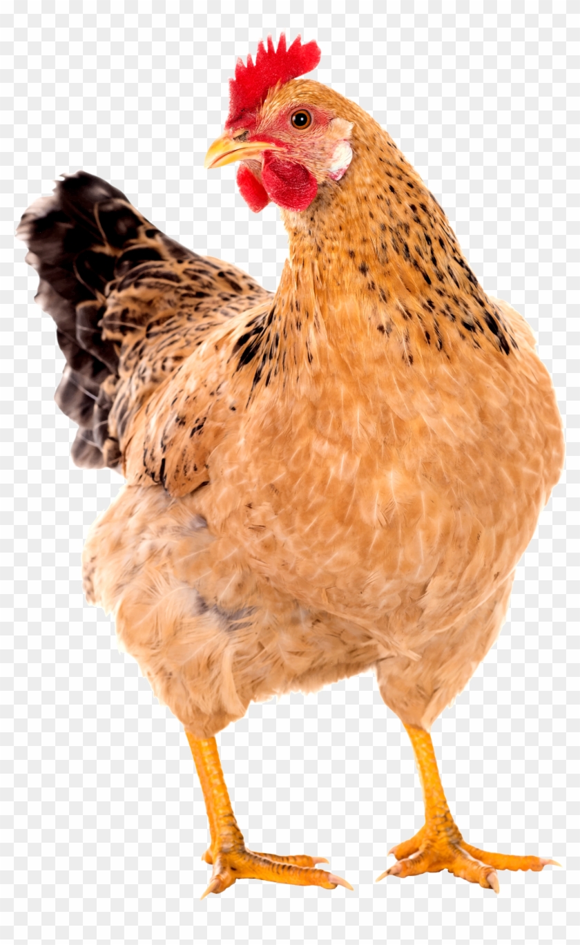 Big Image - Chicken Png #848648