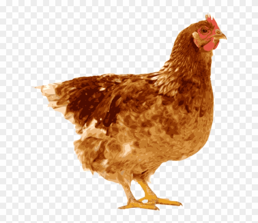 Indian Clipart Hen - Png Pic Hen #848650