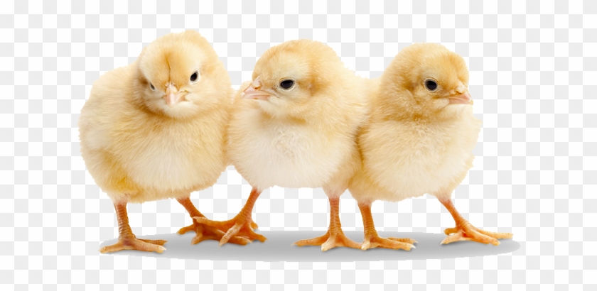 Alluring Baby Chicks Images Free 2 Chick Png Transparent - Baby Chickens #848658