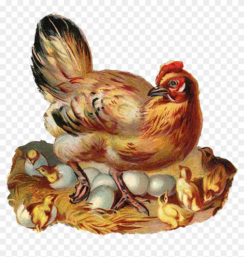 Cock Hen Chick - Vintage Chicken Clip Art #848750