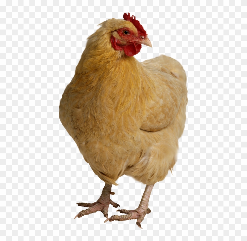 Hen, Chicken Head Png Image - Chicken #848781