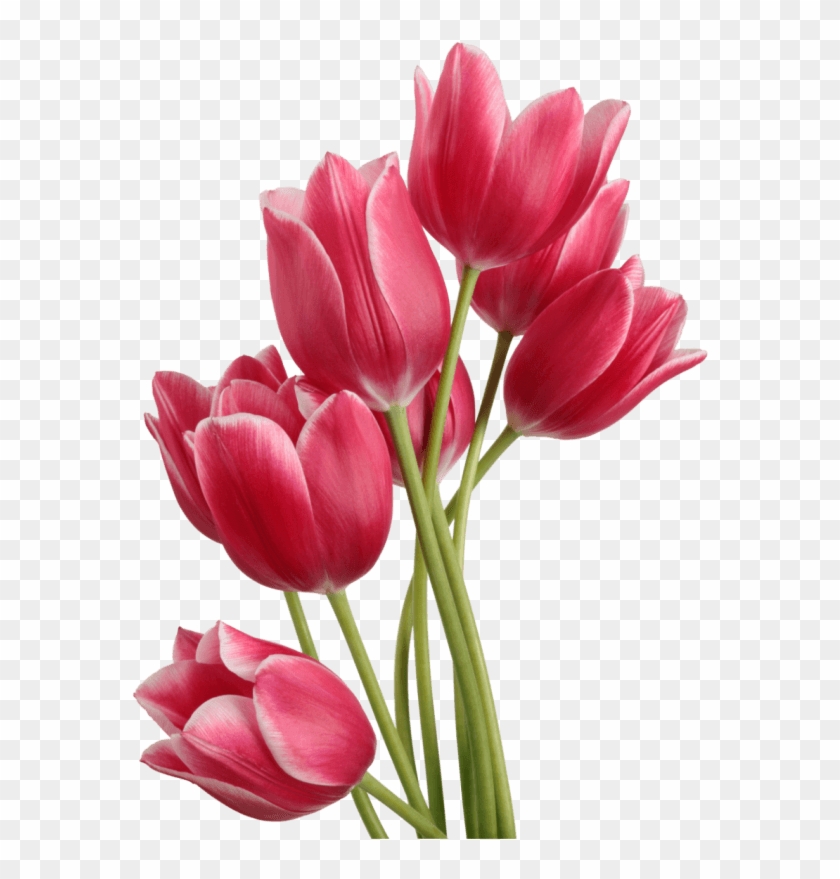 Tulip Flower Clip Art - Tulip Png #849433
