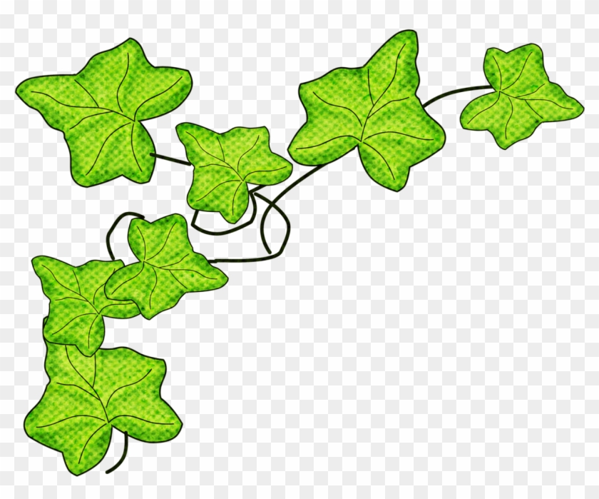 English Ivy - Dessin De Feuilles De Vigne #849689