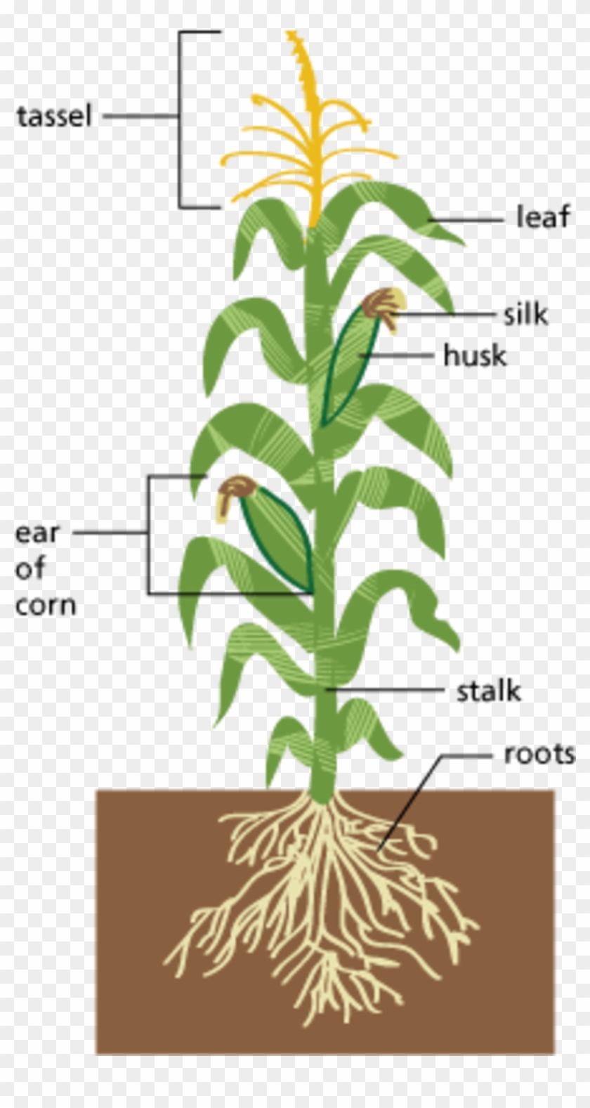 Image Of Edible Parts Of A Plant Diagram Large Size - Parts Of A Corn Plant #850059