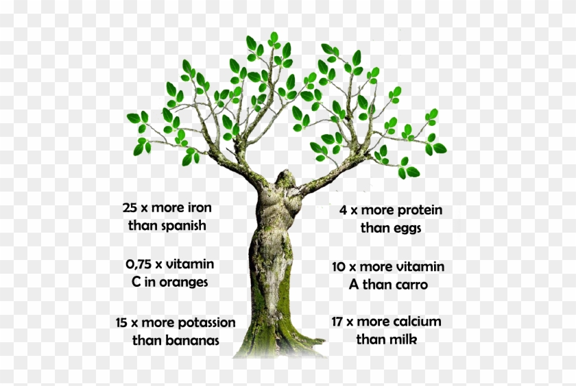 Moringa Oleifera - Moringa Benefits In Spanish #850060