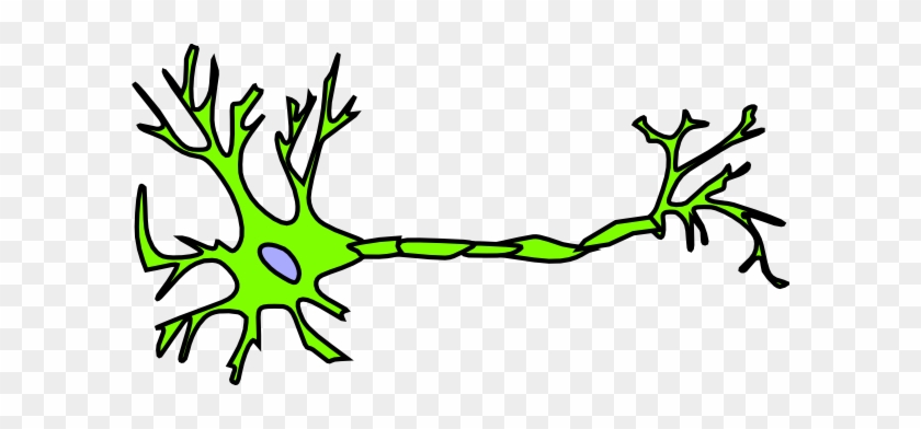 Neuron Nerve Cell Diagram #850064