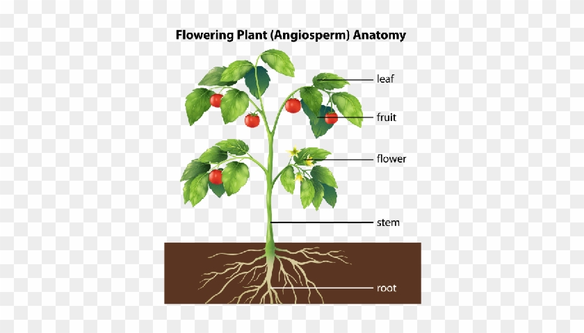 Parts Of A Plant - Parts Of A Plants #850069