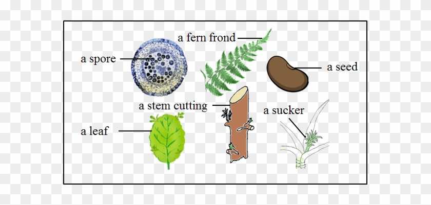The Figure Shows The Parts Of Different Plants - Vegetative Propagation In Bryophyllum #850073