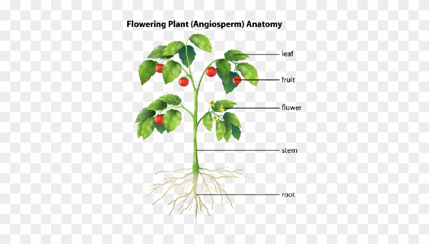 Parts Of A Plant - Parts Of A Plant #850076