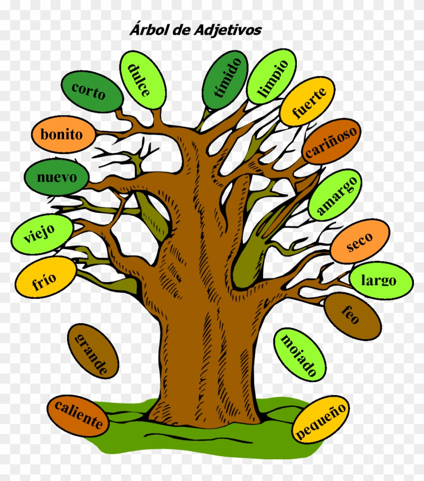 Tree Of Spanish Adjectives - Descriptive Words For Trees #850079