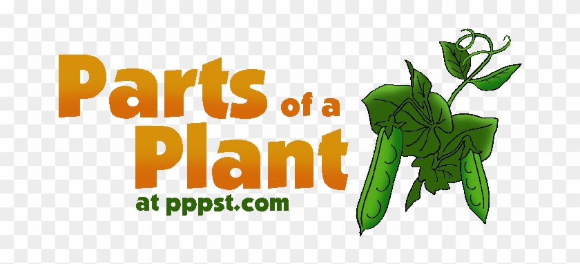 28 Collection Of Parts Of A Plant For Kids Clipart - Parts Of A Plant Ppt #850080