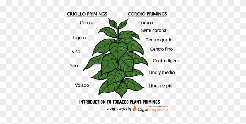 Tobacco Plant Primings Chart - Tobacco Plant For Cigars #850083