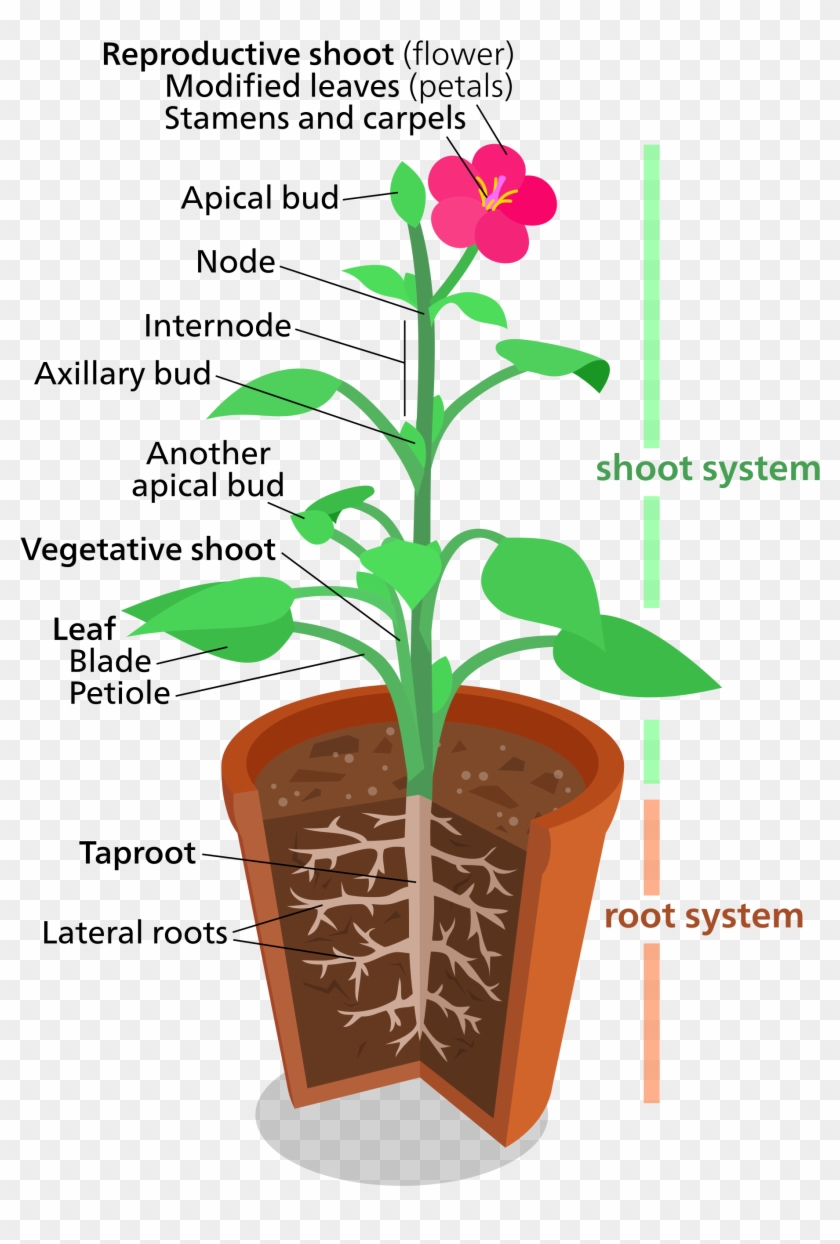 Tree With Roots Clipart 27, Buy Clip Art - Structure Of A Plant #850085