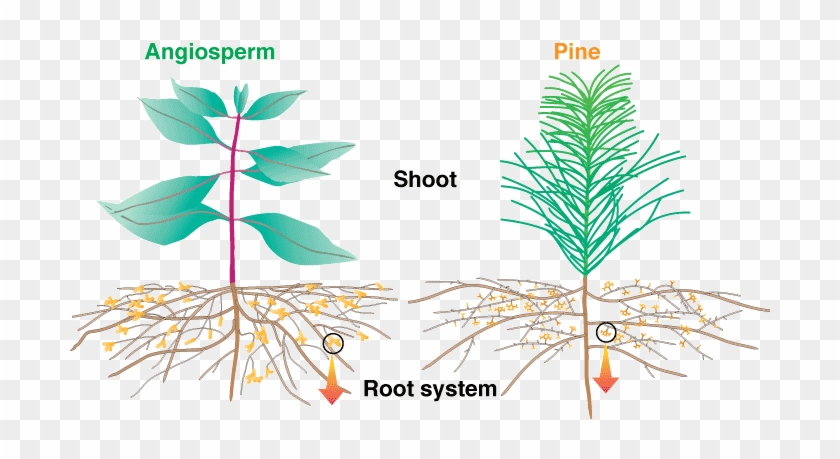 Mycorrhizal Roots And The Associated Networks Of Hyphae - Plant Diagram #850096