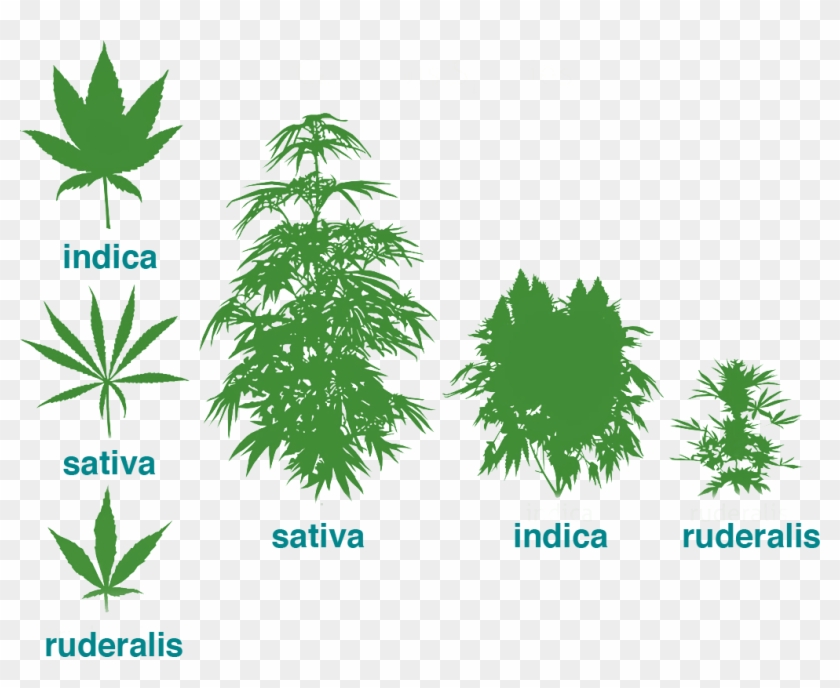 Brief Parts Of The Plant - Cannabis Sativa Indica Ruderalis #850101