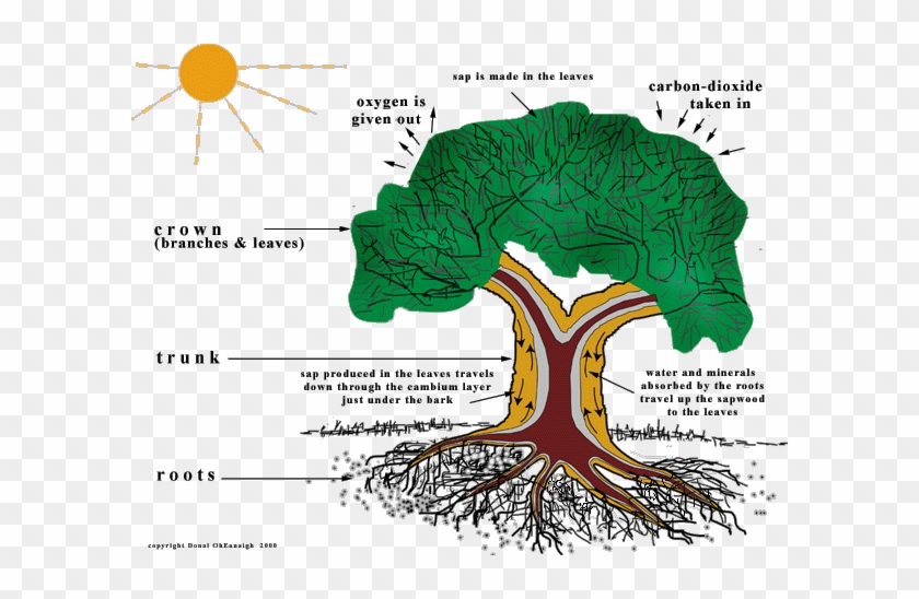 Xylem And Phloem Tree #850113