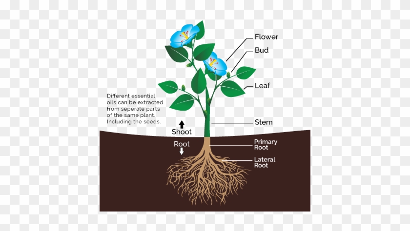 What Are Essential Oils - Parts Of The Plant And Their Function #850117