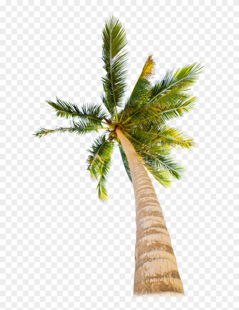 Evergreen Trees › - Tropical Tree #850151