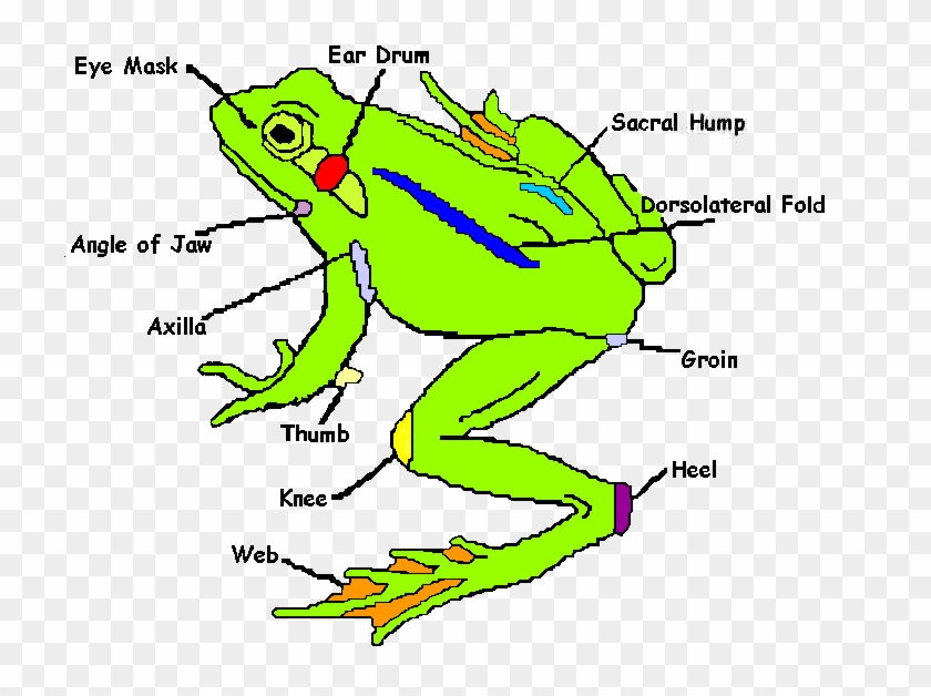 Externalfrog1 - External Anatomy Of A Frog #850156