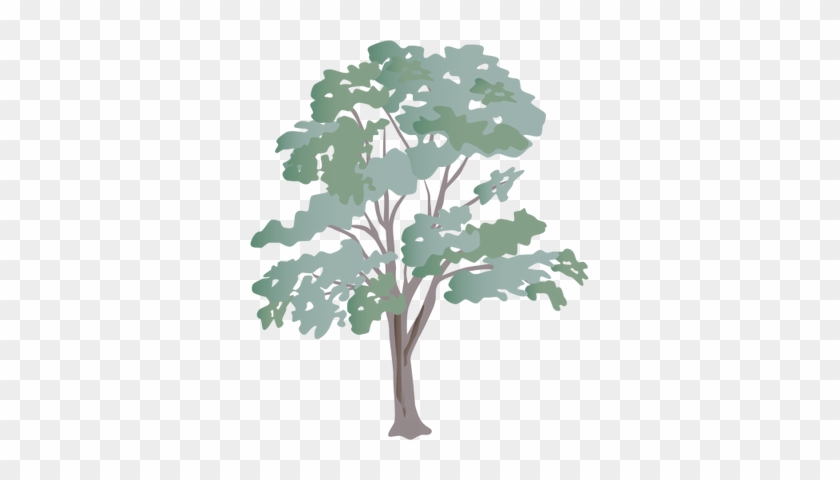 28 Collection Of Eucalyptus Tree Drawing - Eucalyptus Tree Clip Art #850189