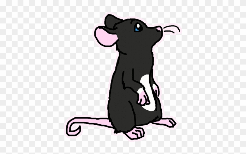 Animated Rat Gif - Rat Animated Gif #850304