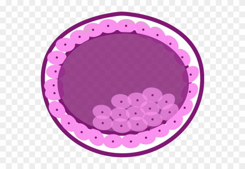 Prolonged Culture To Blastocyst Stage - Beach Toys Clip Art #850594