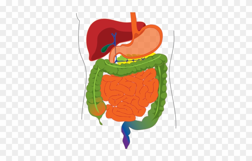 Cover Image - Digestive System Answer Key #850702