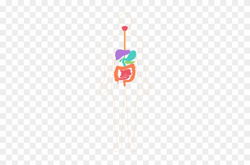 Digestive System Human Body Transparent Png Svg Vector - Illustration #850711