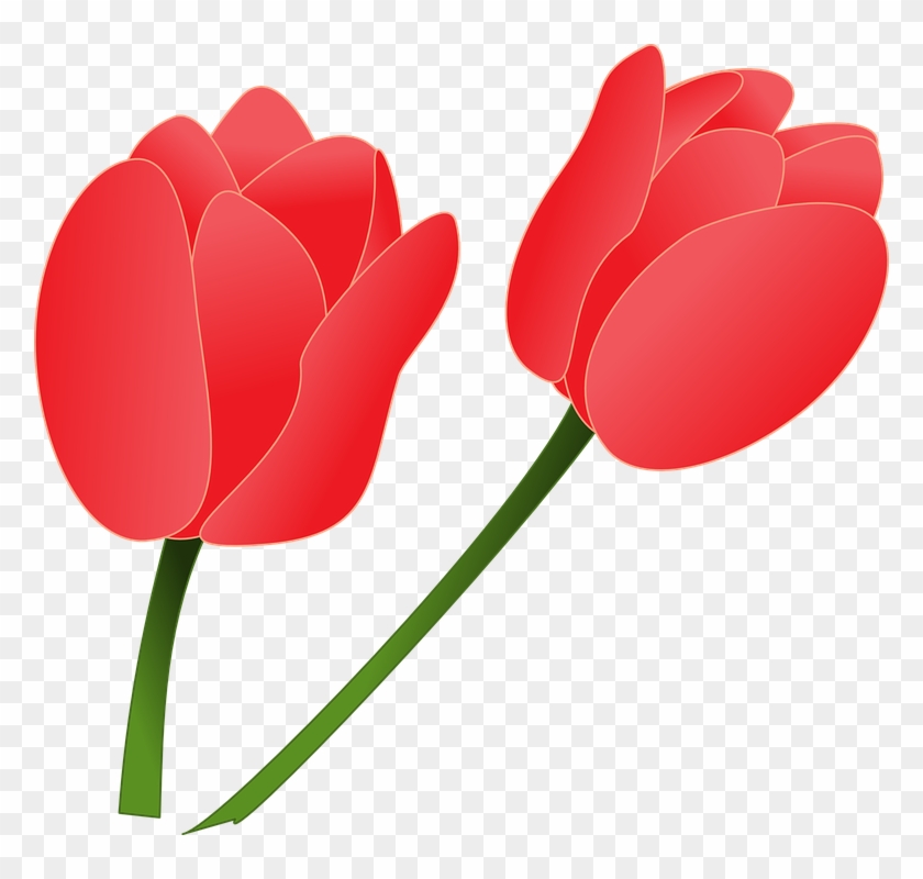 Free Tulip Clipart 14, - Clipart Tulips #850844