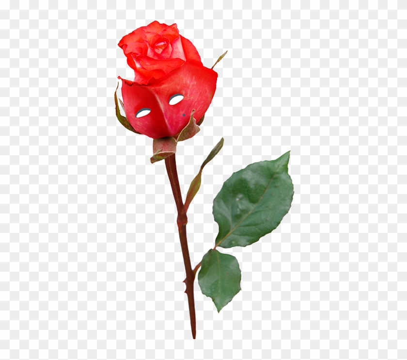 Уютный Цветочный Магазин Молодой Влюбленной Пары Из - Garden Roses #850878