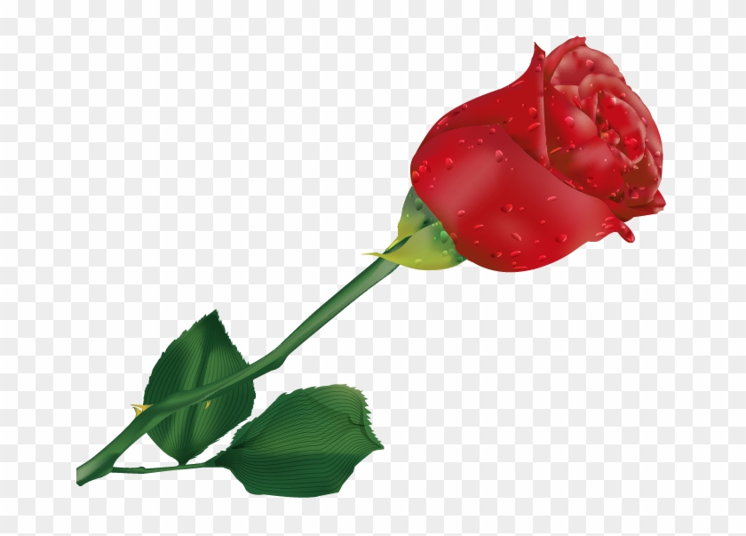 Natali На - Beautiful Single Rose Flower #850881
