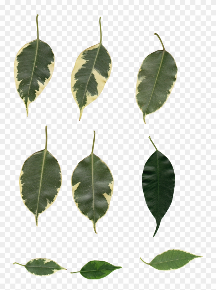Ficus Starlight Leafy By Ghostofart - White Walnut #851157