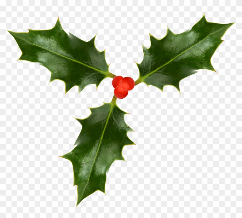 Christmas Holly Images - Christmas Holly #851212
