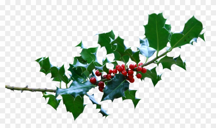 Picture - American Holly #851318
