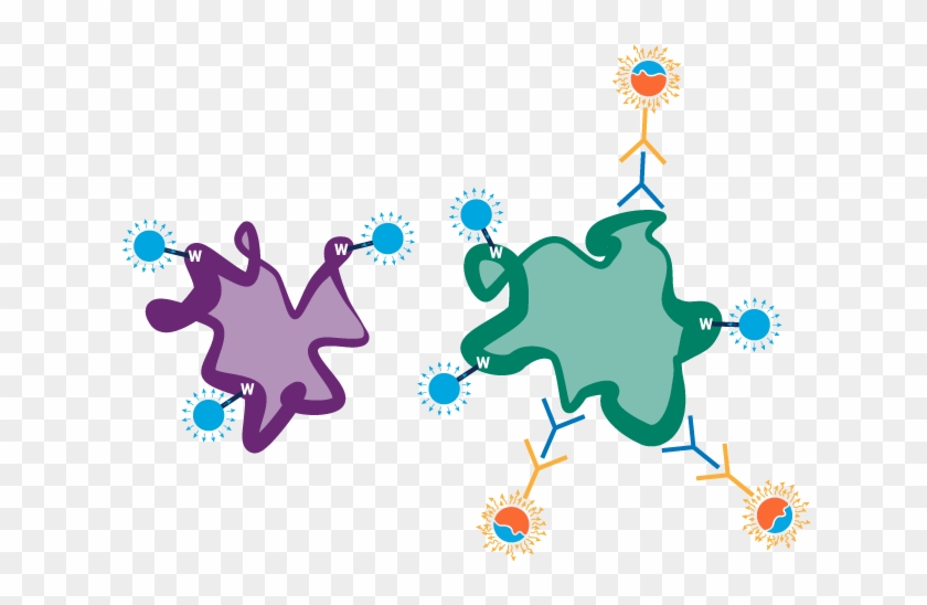 Stain-free Protein Figure - Protein #851611