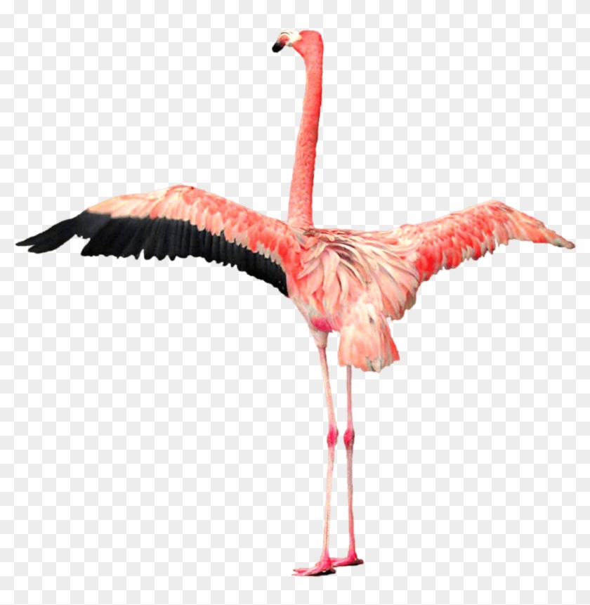 Flamingo Open Wings Transparent Png - Flamingo Wings #852121