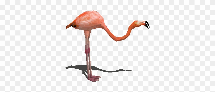 Image - Animated Gif Flamingo #852174