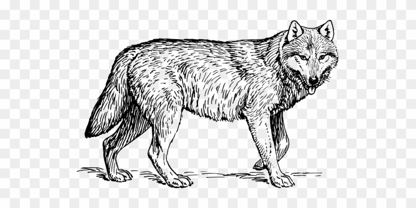 Wolf Animal Biology Canine Carnivore Mamma - Realistic Wolf Coloring Sheets #852208